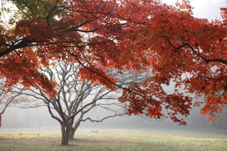 Naejangsan: Highlight of a Korean Autumn Day Trip From Busan - Pricing and Cancellation Policy