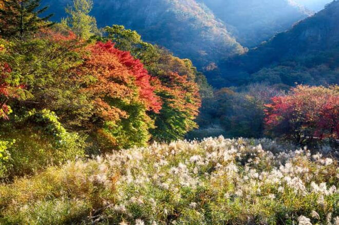 Naejangsan: Highlight of a Korean Autumn Day Trip From Busan - Itinerary Details