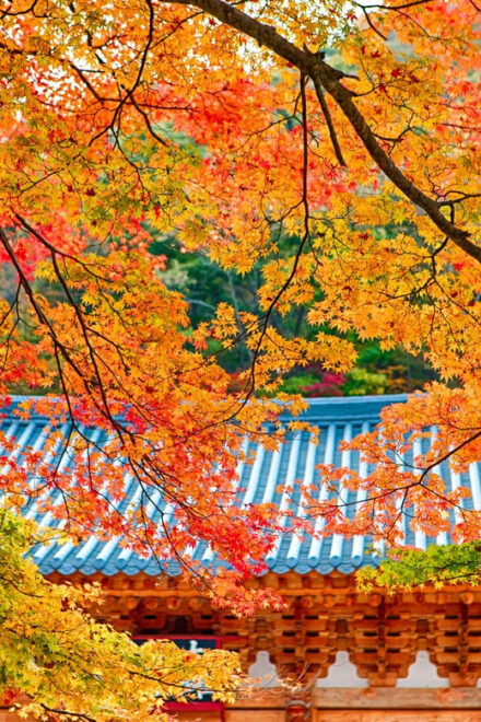Naejangsan: Highlight of a Korean Autumn Day Trip From Busan - Transportation Options