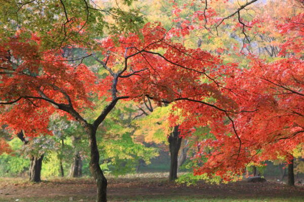 Naejangsan: Highlight of a Korean Autumn Day Trip From Busan - Inclusions and Important Notes