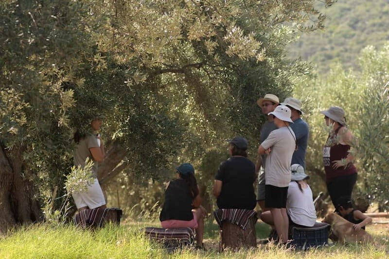 Nafplio: Olive Oil Estate Tour and Tasting - Why This Tour Offers Great Value