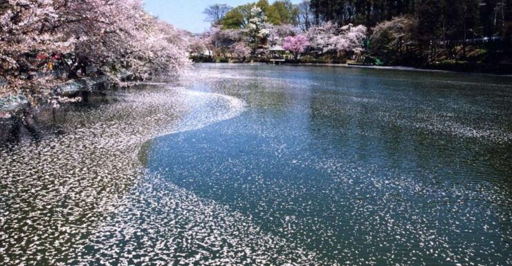 Nagano: 1-Day Snow Monkey & Cherry Blossom Tour in Spring - Activity Details