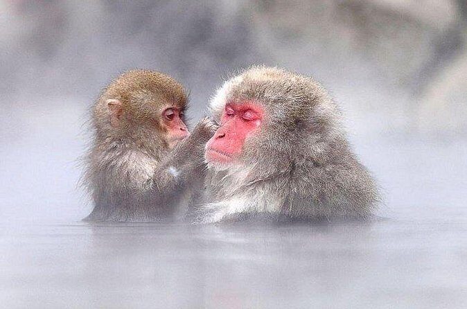 Nagano Day Tour from Tokyo Zenko Ji Temple and Snow Monkeys - Pricing and Value