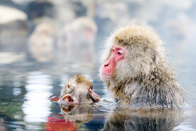Nagano Day Tour from Tokyo Zenko Ji Temple and Snow Monkeys - What Makes This Tour Stand Out