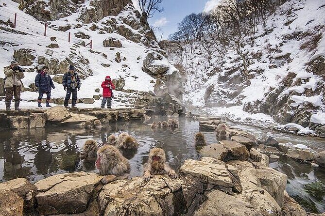 Nagano Day Tour from Tokyo Zenko Ji Temple and Snow Monkeys - Who Will Love This Tour?
