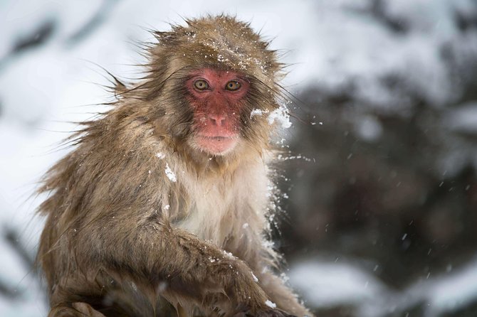 Nagano Full-Day Cycling Tour With Snow Monkey, Obuse Town, Apple Orchards - Tour Details