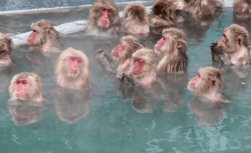 Nagano Full Day Private Tour: Zenkoji Temple, by Car - The Authentic Experience