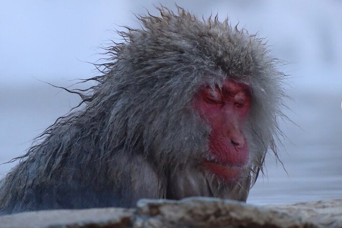 Nagano Full Day Tour Jigokudani Snow Monkey Park Zenkoji Temple - Tour Overview