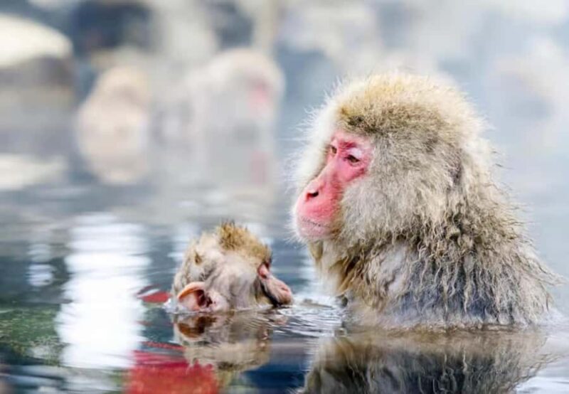 Nagano Highlights Day Tour with Snow Monkeys - Good To Know