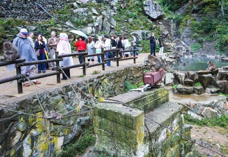 Nagano Highlights Day Tour with Snow Monkeys - The Sum Up: Why This Tour Works