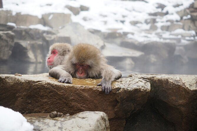 Nagano Highlights Snow Monkeys Nozawa Onsen and Zenkoji Temple - FAQ