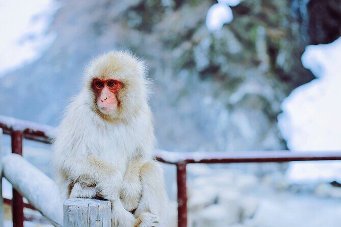 Nagano Highlights Snow Monkeys Nozawa Onsen and Zenkoji Temple - Exploring Nagano in a Day: What You Can Expect