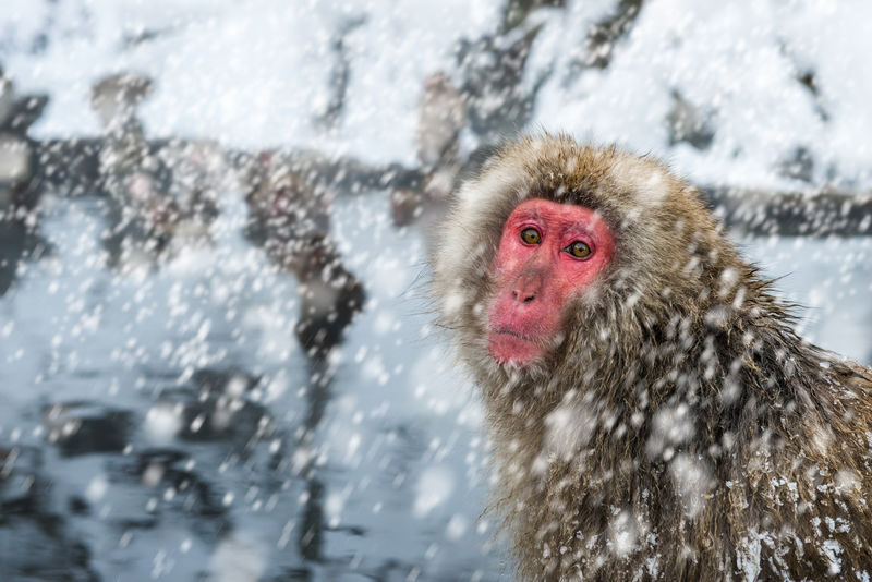 Nagano Jigokudani Monkey Park, Togakushi Shrine, Zenkoji Temple & Sake Culture Experience Day Tour (Departing from Nagano) - A full day out from Nagano Station