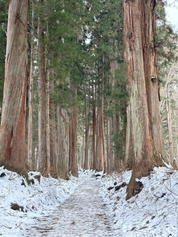 Nagano Jigokudani Monkey Park, Togakushi Shrine, Zenkoji Temple & Sake Culture Experience Day Tour (Departing from Nagano) - Finding quiet among Togakushi’s cedars