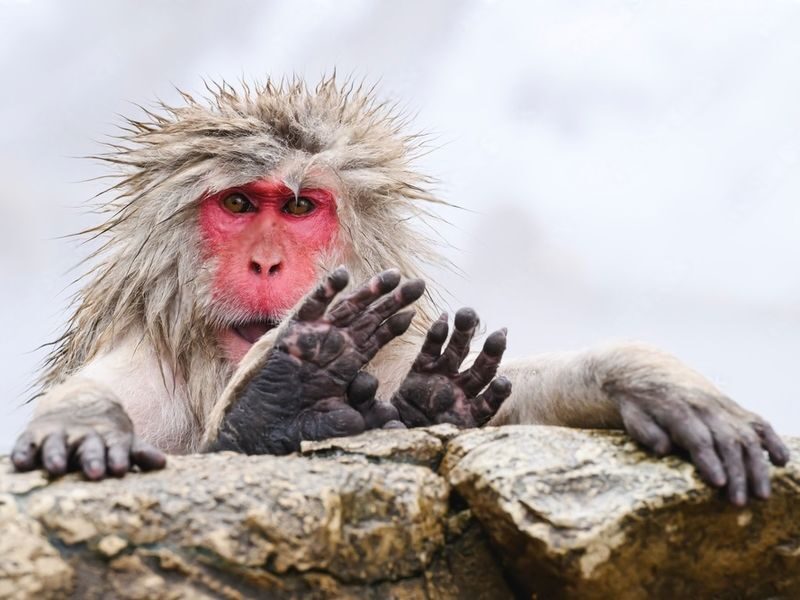 Nagano Jigokudani Monkey Park & Zenkoji Temple Full-Day Private Tour - Key points to know before booking