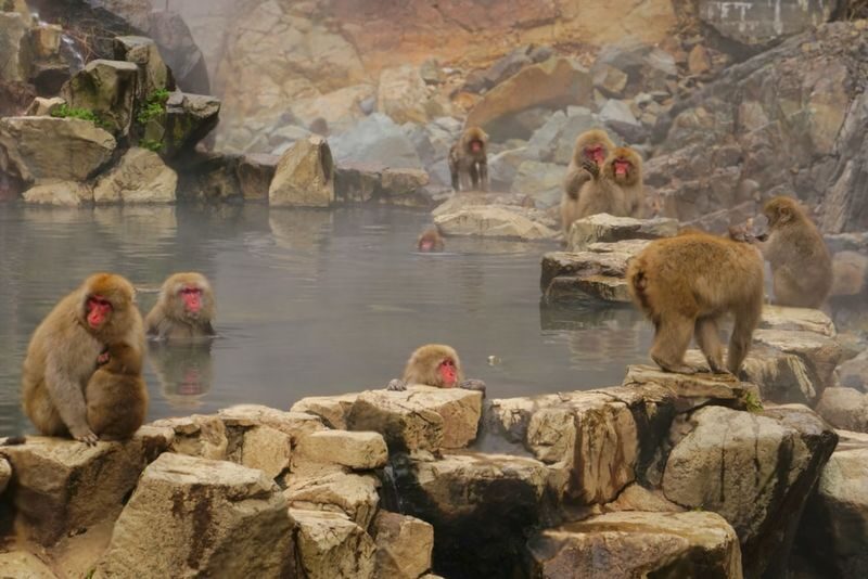 Nagano Jigokudani Monkey Park & Zenkoji Temple Full-Day Private Tour - First, sort out the route