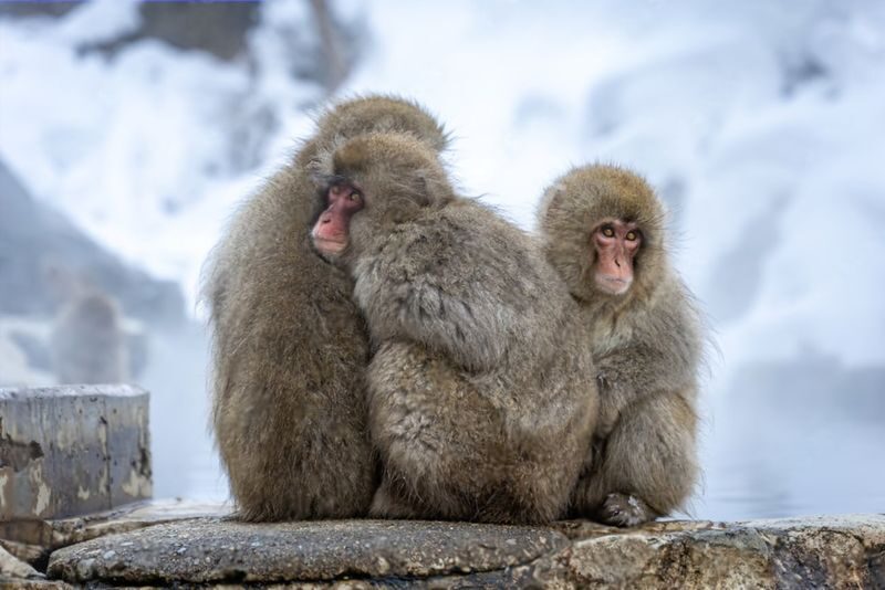 Nagano Jigokudani Monkey Park & Zenkoji Temple Full-Day Private Tour - Zenko-ji adds a quieter kind of wonder