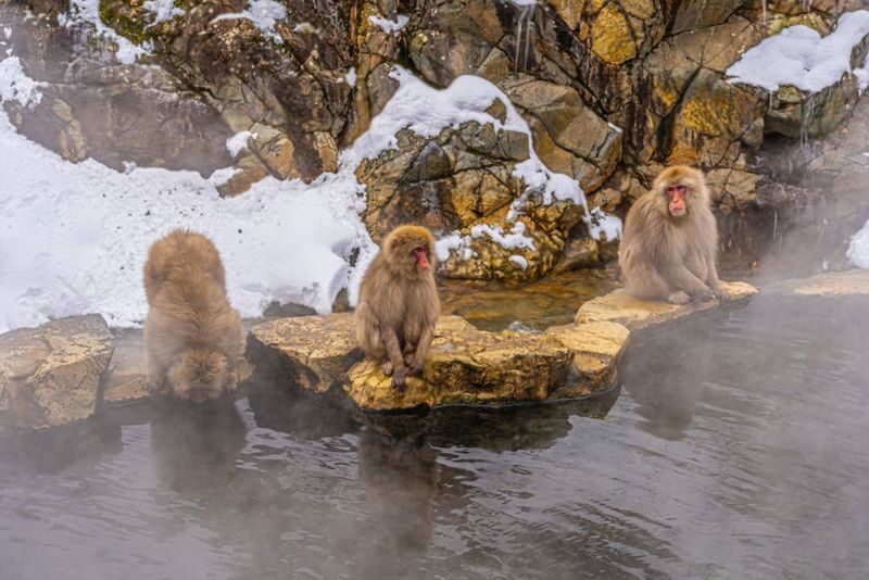 Nagano Jigokudani Monkey Park & Zenkoji Temple Full-Day Private Tour - A driver-only day calls for clear communication