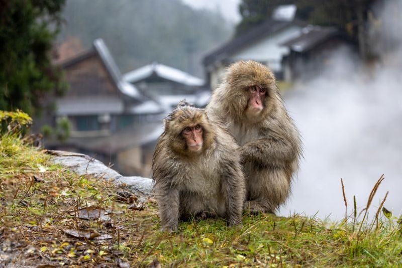 Nagano Jigokudani Monkey Park & Zenkoji Temple Full-Day Private Tour - What the price buys, and what it does not