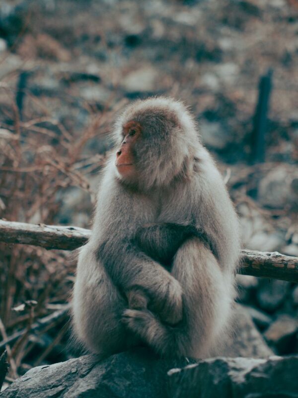 Nagano Jigokudani Snow Monkey Park Full-Day Customizable Tour - Key points before you book