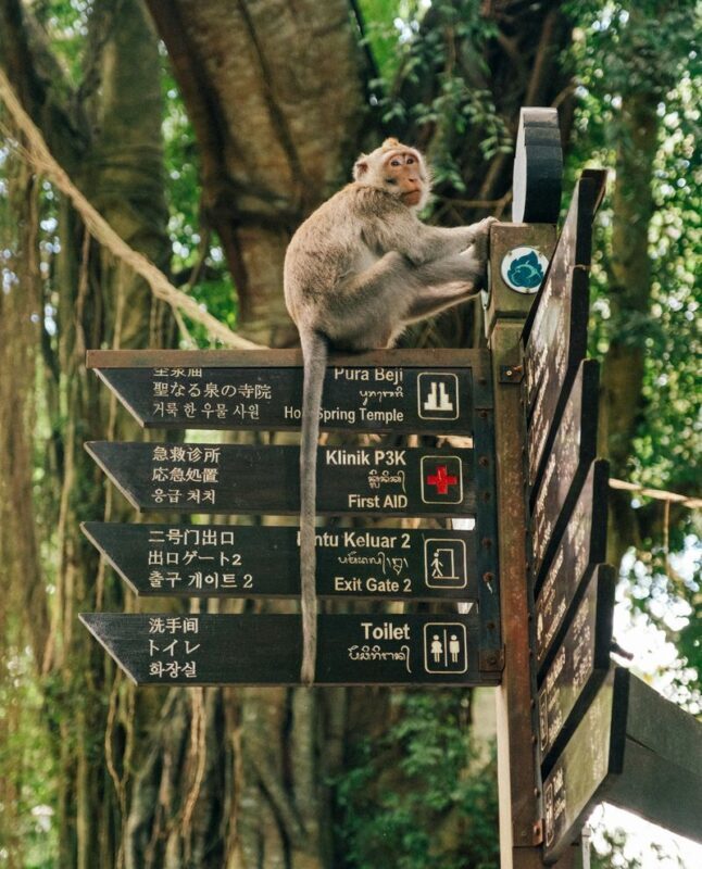 Nagano Jigokudani Snow Monkey Park Full-Day Customizable Tour - Choosing extra stops without overloading the day