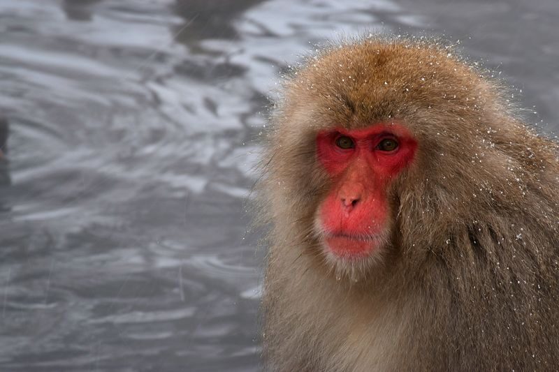 Nagano Jigokudani Snow Monkey Park Full-Day Customizable Tour - What the driver-guide can add