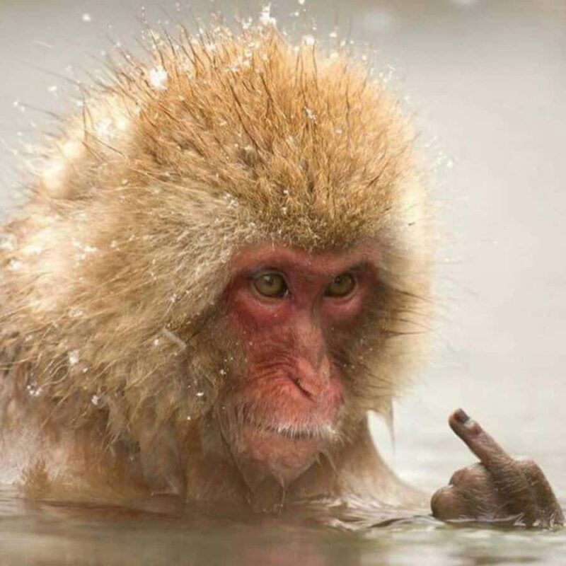 Nagano: Private Guided Tour Snow Monkeys & Zenkoji Temple - Good To Know