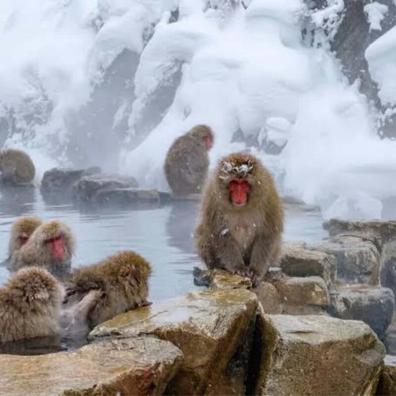 Nagano: Private Guided Tour Snow Monkeys & Zenkoji Temple - Practical Tips