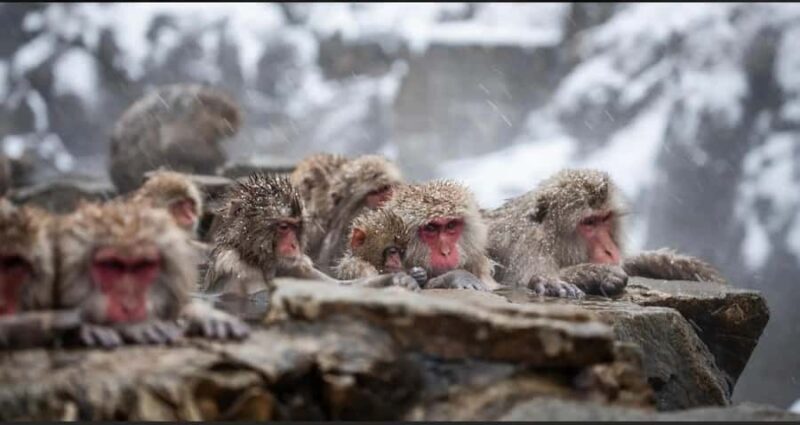 Nagano: Private snow monkey Tour in Luxury car - A Deep Dive into the Nagano Private Tour Experience