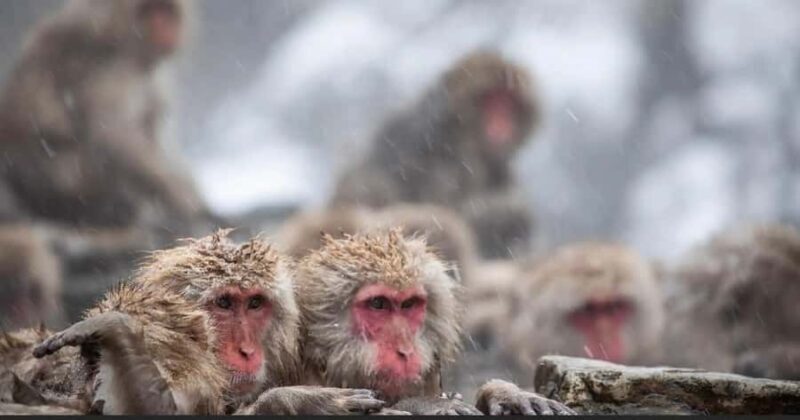 Nagano: Private snow monkey Tour in Luxury car - Who Should Consider This Tour?