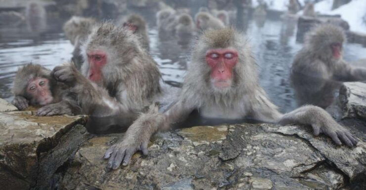 Nagano: Private Transfer Between Station & Snow Monkey Park - Private Group Option