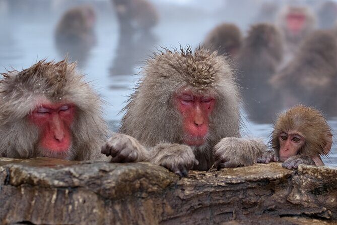 Nagano Snow Monkey and Obuse Tour: English Speaking Driver Only - The Experience in Detail