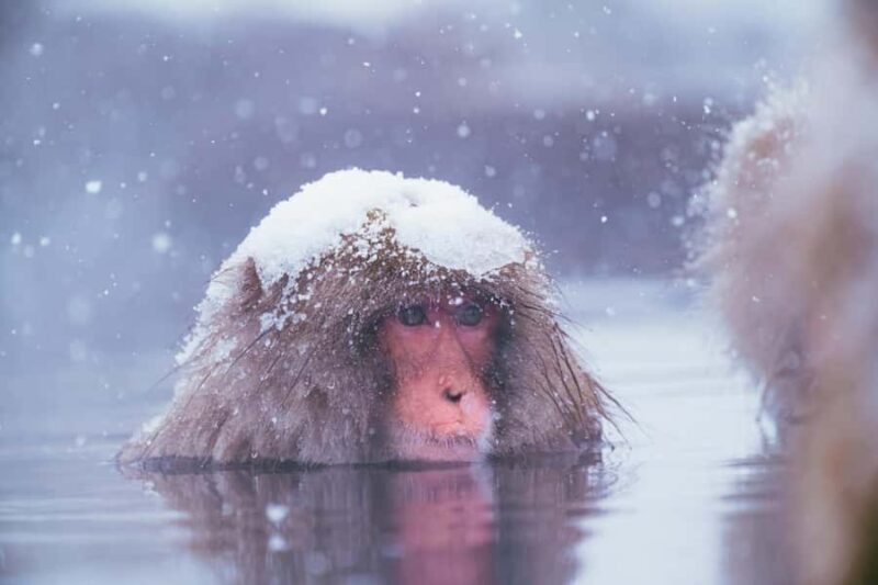 Nagano Snow Monkey Day Trip from Tokyo by Bullet Train - Good To Know