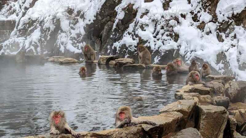Nagano Snow Monkey Day Trip from Tokyo by Bullet Train - Who Will Love This Tour?