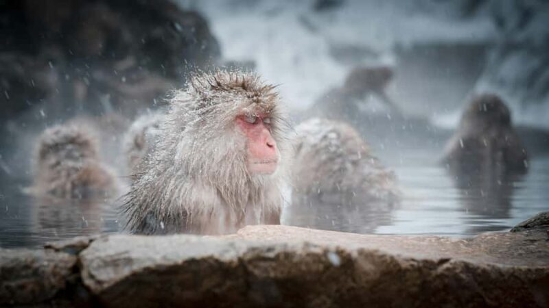 Nagano: Snow Monkey Park and Shiga Kogen Day Trip - What’s Worth Considering