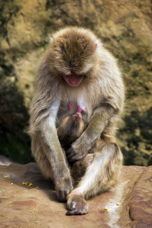 Nagano: Snow Monkey Park and Shiga Kogen Day Trip - What Travelers Should Know