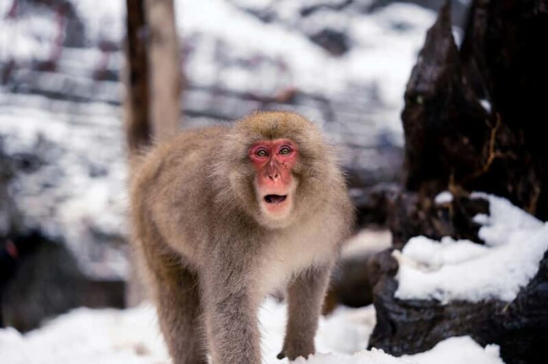 Nagano: Snow Monkey Park Full-Day Guided Private Tour - Final Thoughts