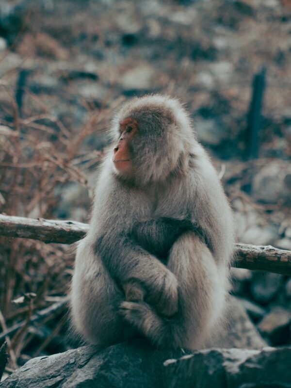 Nagano Snow Monkey Park Full-Day Private Guided Tour - What to know before you go