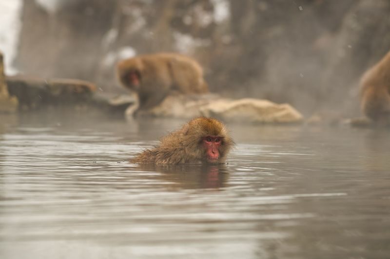 Nagano Snow Monkey Park Full-Day Private Guided Tour - The long road from Tokyo to Shimotakai