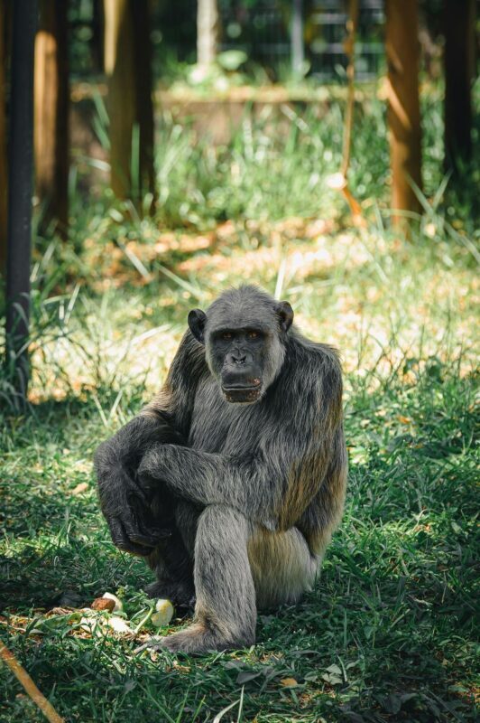 Nagano Snow Monkey Park Full-Day Private Guided Tour - A private driver-guide, not a fixed group schedule