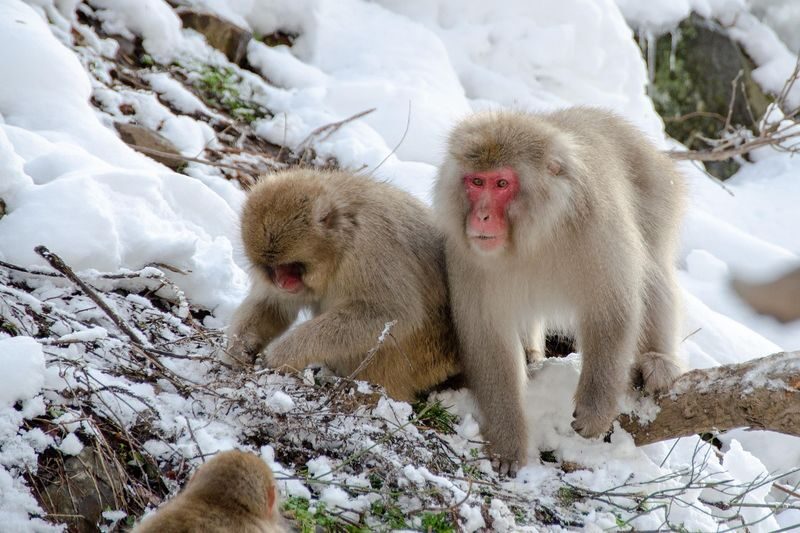 Nagano Snow Monkey Park Full-Day Private Guided Tour - Lunch, timing and small adjustments