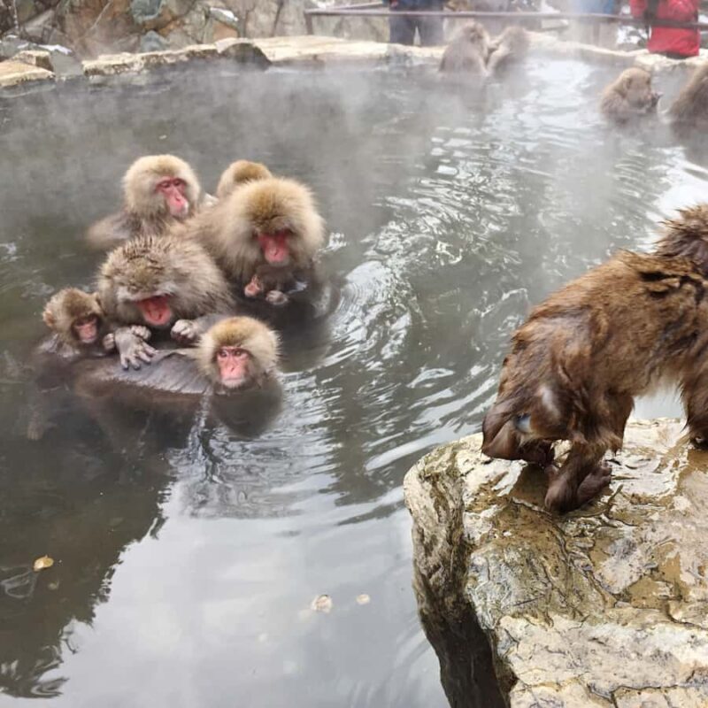 Nagano: Snow Monkey Park Full Day Tour Fully Customizable - Nagano: Snow Monkey Park Full Day Tour Fully Customizable – A Detailed Review