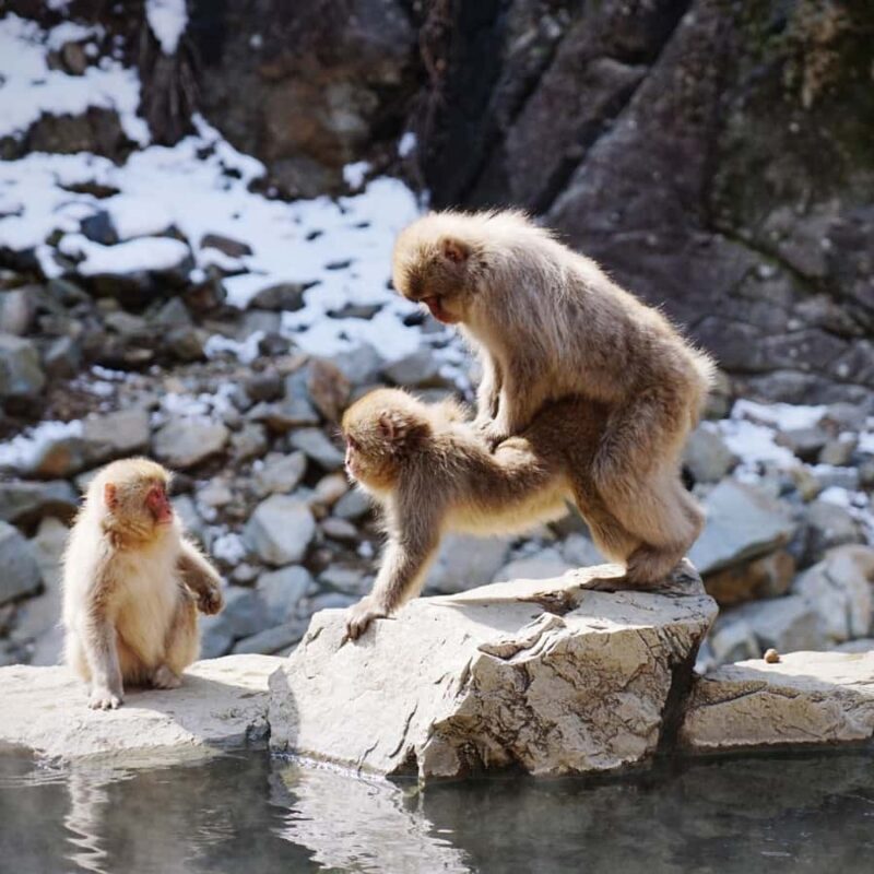 Nagano: Snow Monkey Park Full Day Tour Fully Customizable - What Makes This Tour Stand Out?