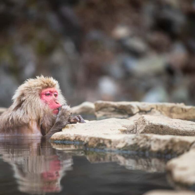 Nagano: Snow Monkey Park Full Day Tour Fully Customizable - Good To Know