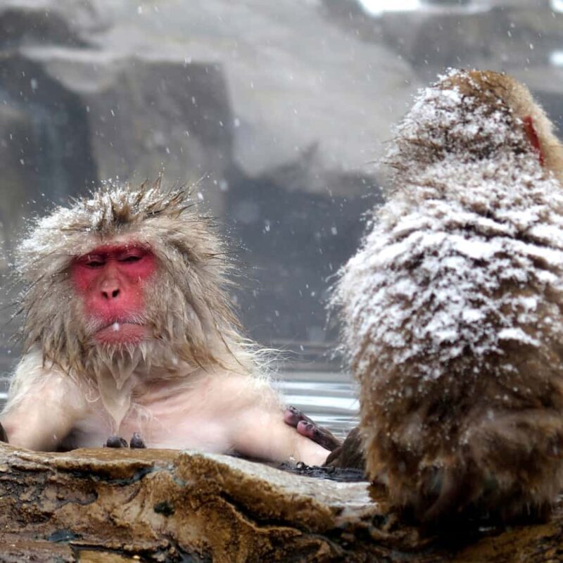 Nagano: Snow Monkey Park Full Day Tour Fully Customizable - Zenko-ji Temple: A Cultural and Spiritual Gem