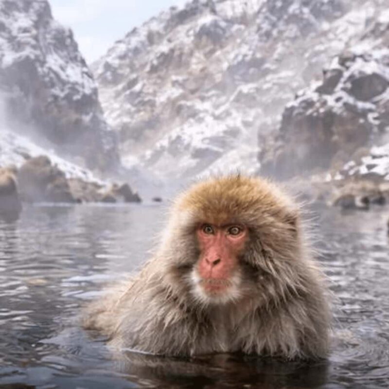 Nagano: Snow Monkey Park Full Day Tour Fully Customizable - Who Should Consider This Tour?