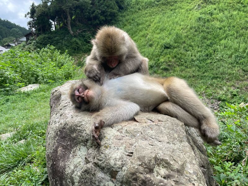 Nagano Snow Monkey Park & Shibu Onsen Cultural Tour - What to know before you go