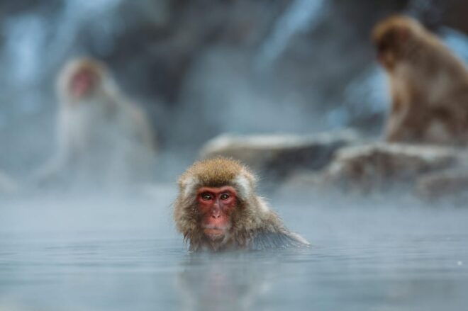 Nagano: Snow Monkey Park, Zenkoji One Day Private Tour - Inclusions