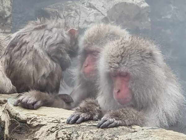 Nagano: Snow Monkey Park, Zenkoji One Day Private Tour - Frequently Asked Questions