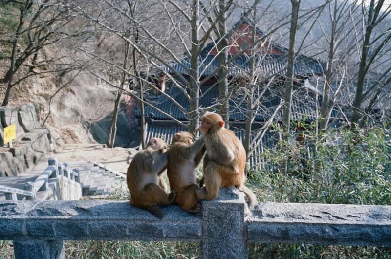 Nagano Snow Monkey private Day Tour from Tokyo - FAQ